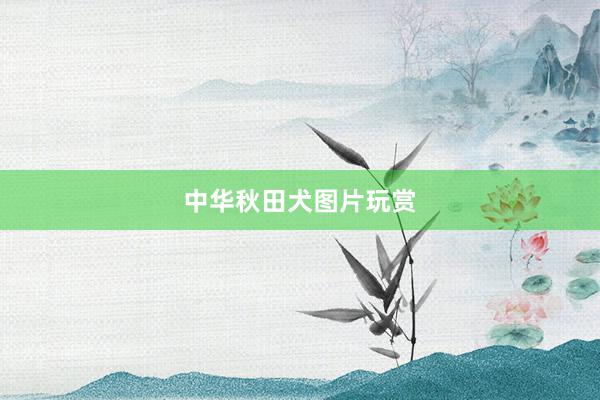 中华秋田犬图片玩赏